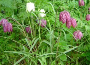 4. Snake’s Head Fritillary